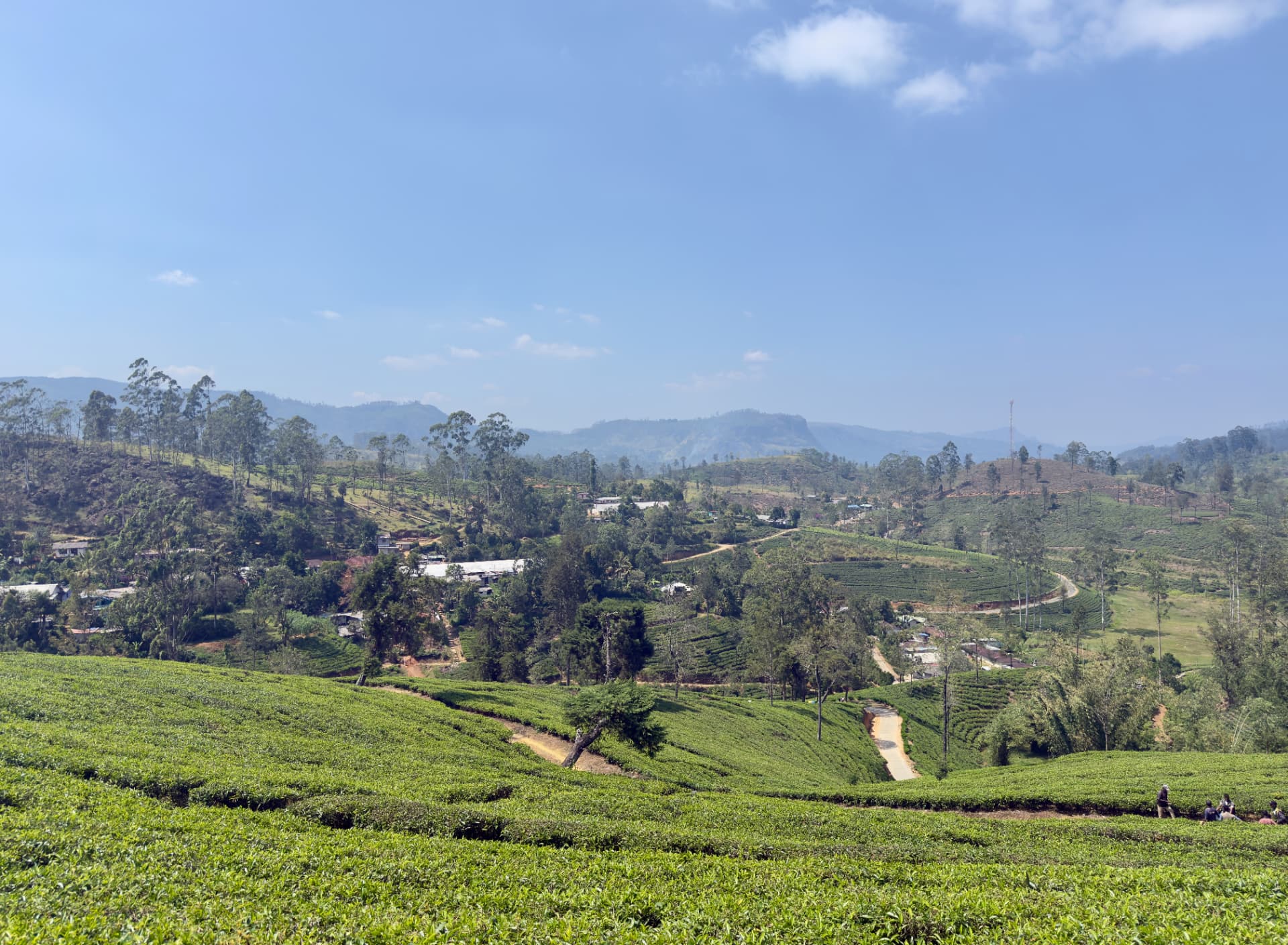Tea fields with a winding dirt road, a small white building and colourful hillside village below