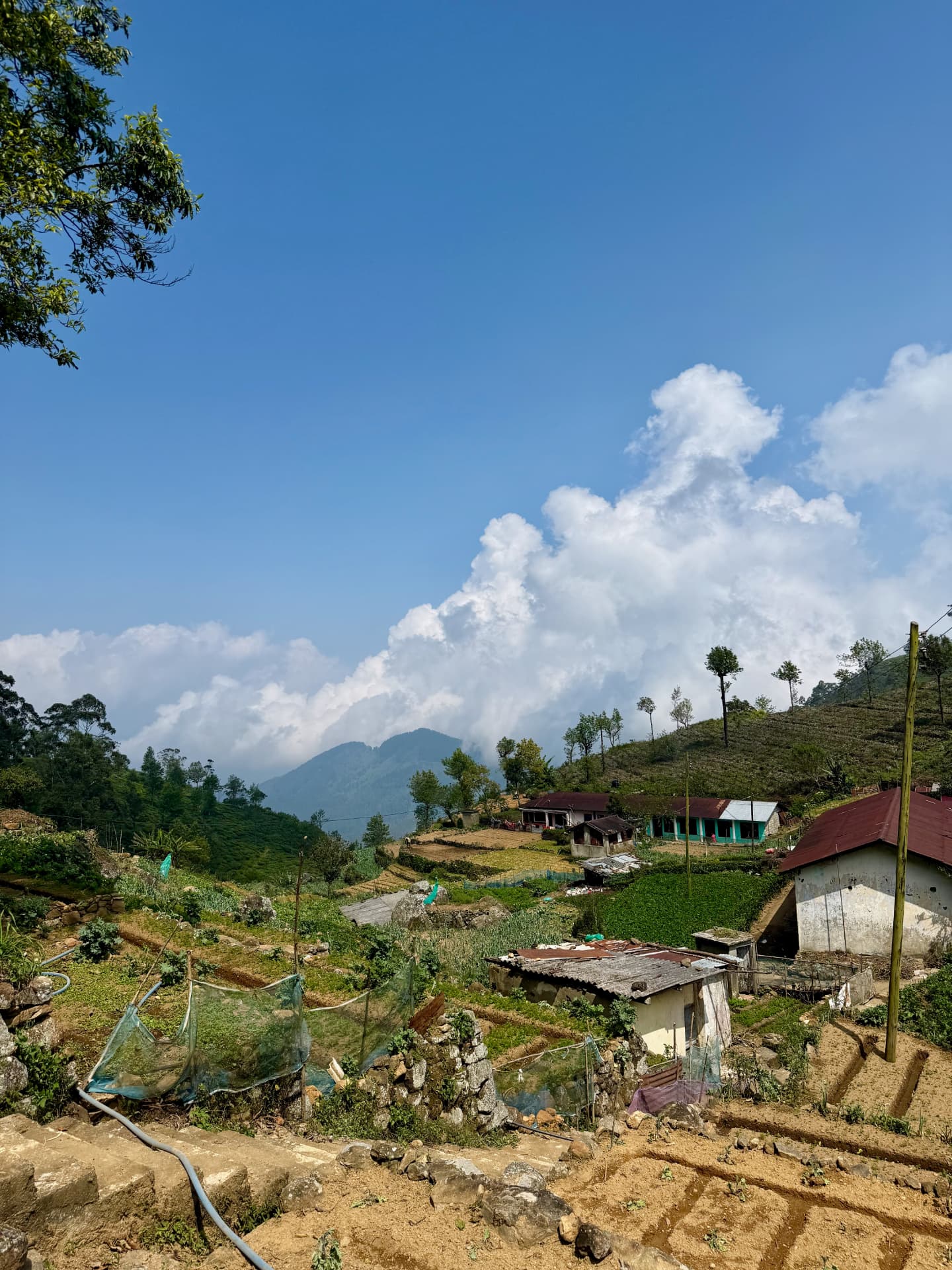 Hillside village with colourful houses and vegetable terraces, mountains behind